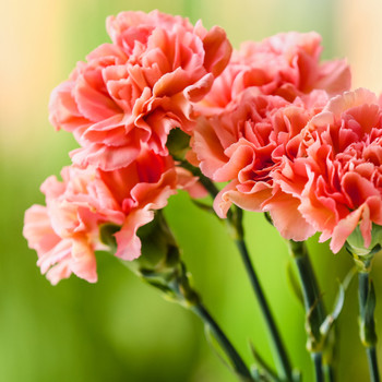 Carnation Fragrance Oil