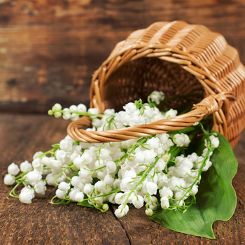 Lily of the Valley Pure Essential Oil