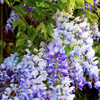 Wisteria and Lilac Fragrance Oil