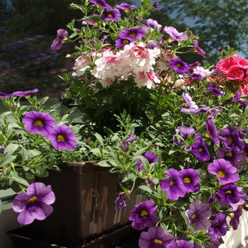 Spicy Geranium Verbena (all natural) Fragrance Oil