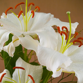 Casa Blanca Lily Fragrance Oil