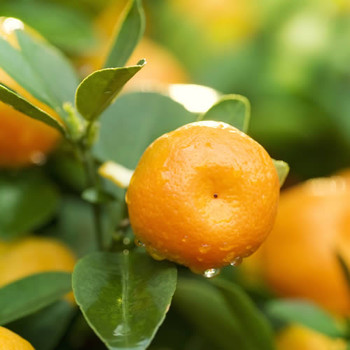 Madagascar Orange Fragrance Oil