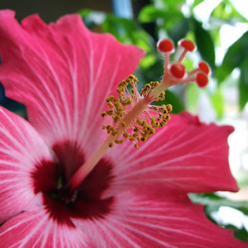 Pink Hibiscus Fragrance Oil (our version of Bath & Body Works)