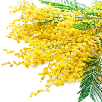 Rainkissed Mimosa Fragrance Oil