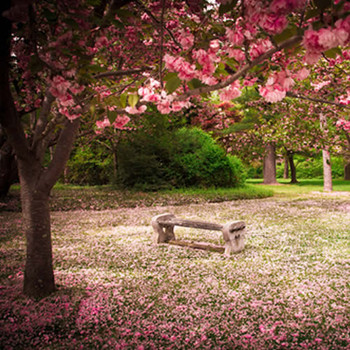 Blushing Cherry Blossom Fragrance Oil (our version of Bath & Body Works)