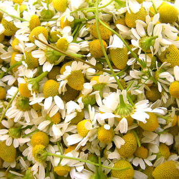 Chamomile Fragrance Oil