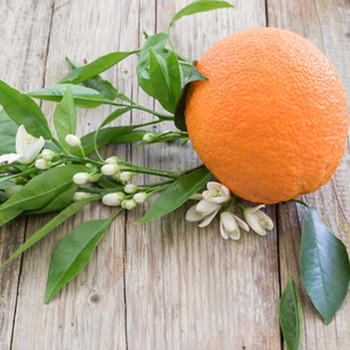 Champaca Neroli Twist Fragrance Oil