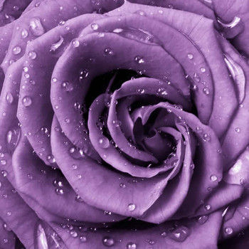 Blushing Violet Fragrance Oil