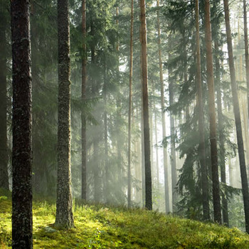 White Pine Wilderness Fragrance Oil