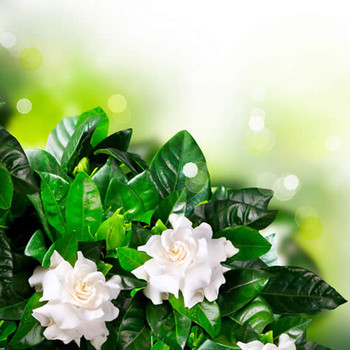 Jungle Gardenia II (our version of) Fragrance Oil