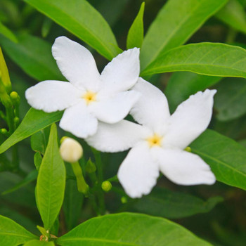 Pikake PF Fragrance Oil