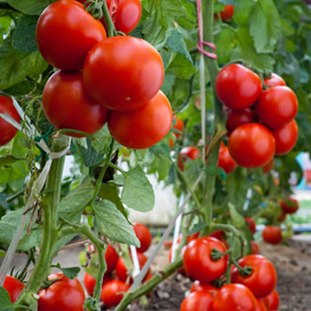 Tomato Flower Fragrance Oil