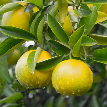 Yuzu Fragrance Oil