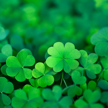 Irish Spring Fragrance Oil (our version of Irish Spring)