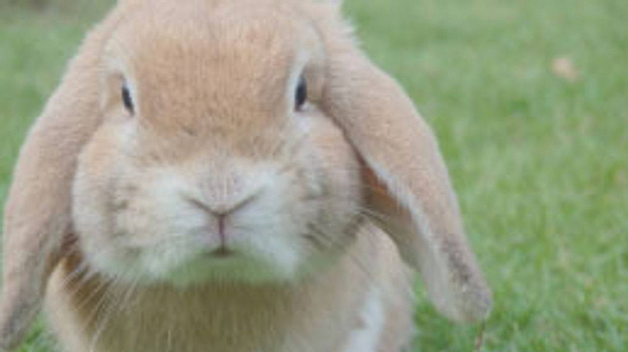 Other Animal Care--category-image