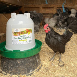 Chicken Supplies--category-image