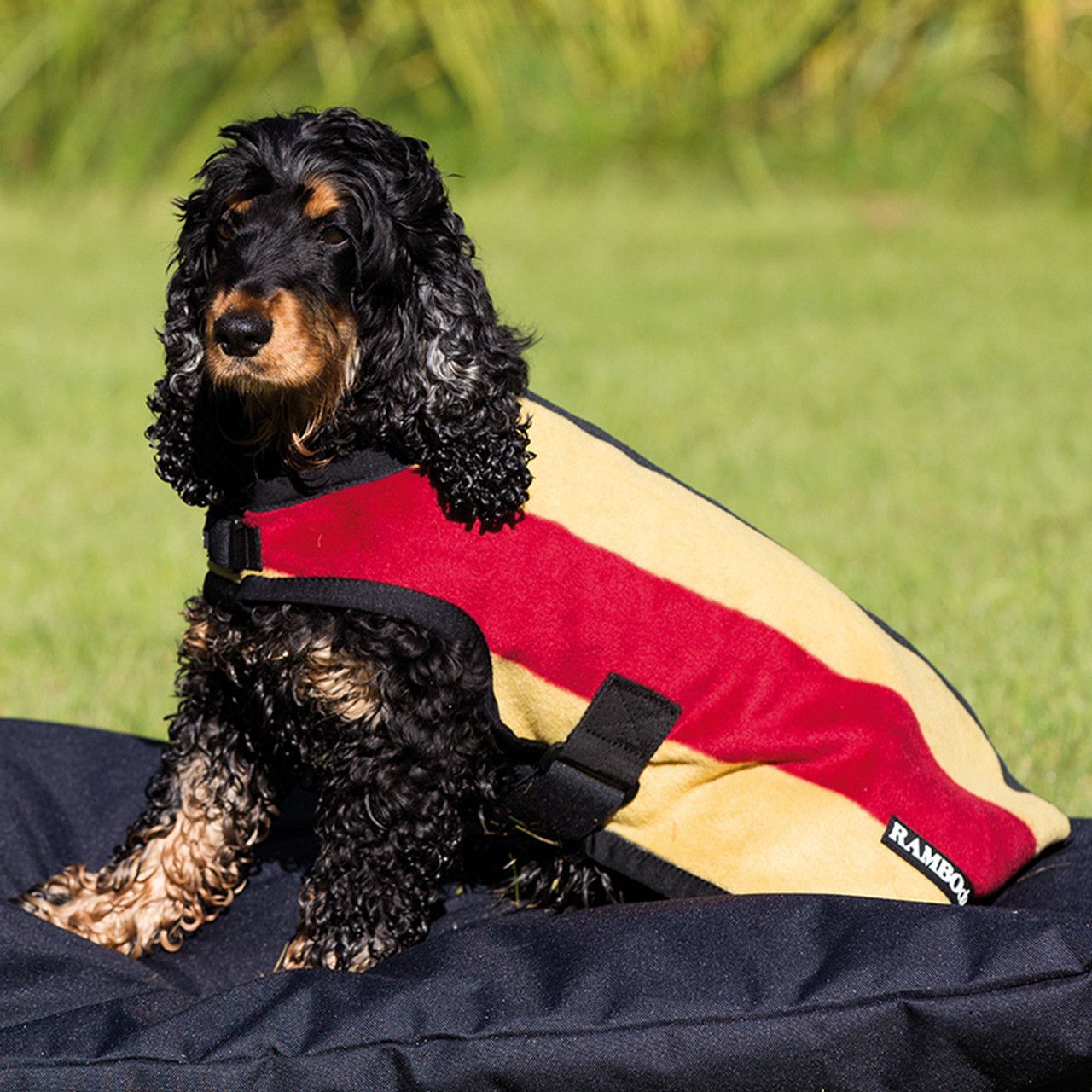 Dog Blankets and Clothing--category-image