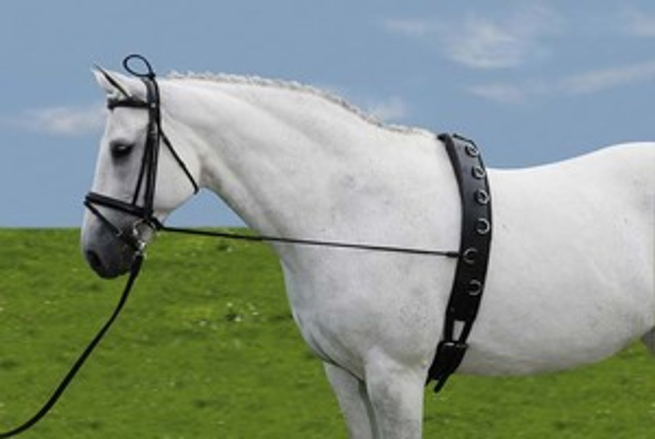 Lunging and Groundwork--category-image