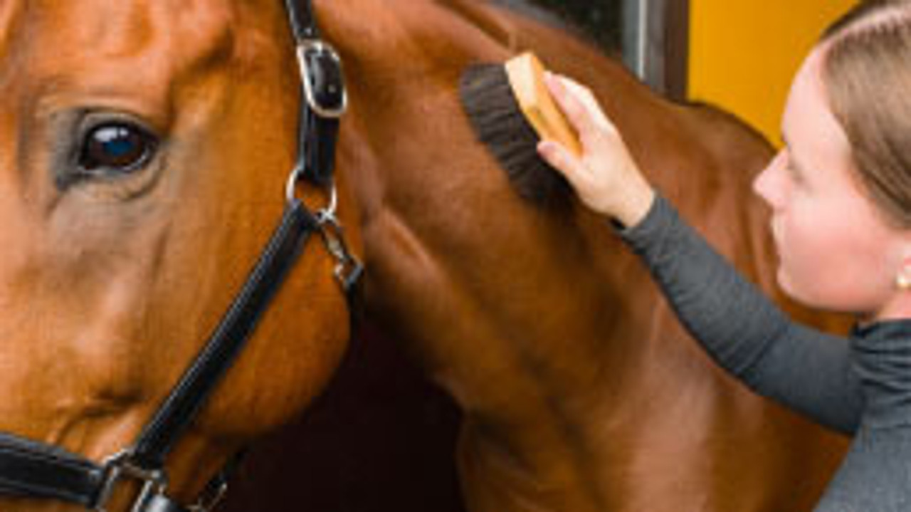 Stable Supplies--category-image