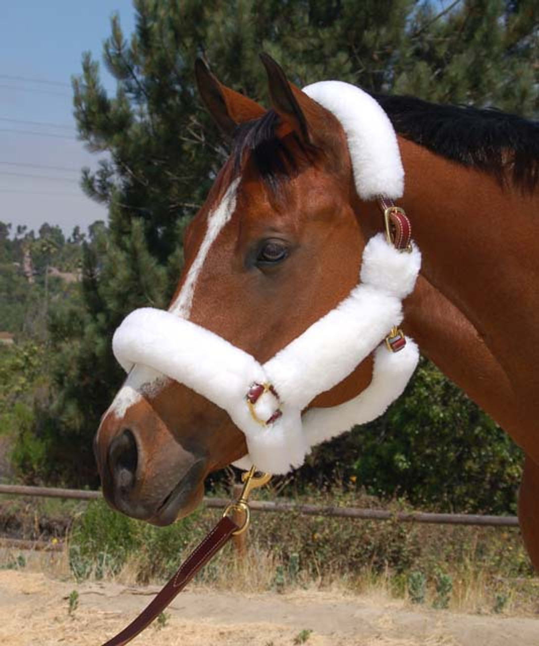 Shipping Halters--category-image