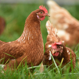Chicken Food and Supplements--category-image
