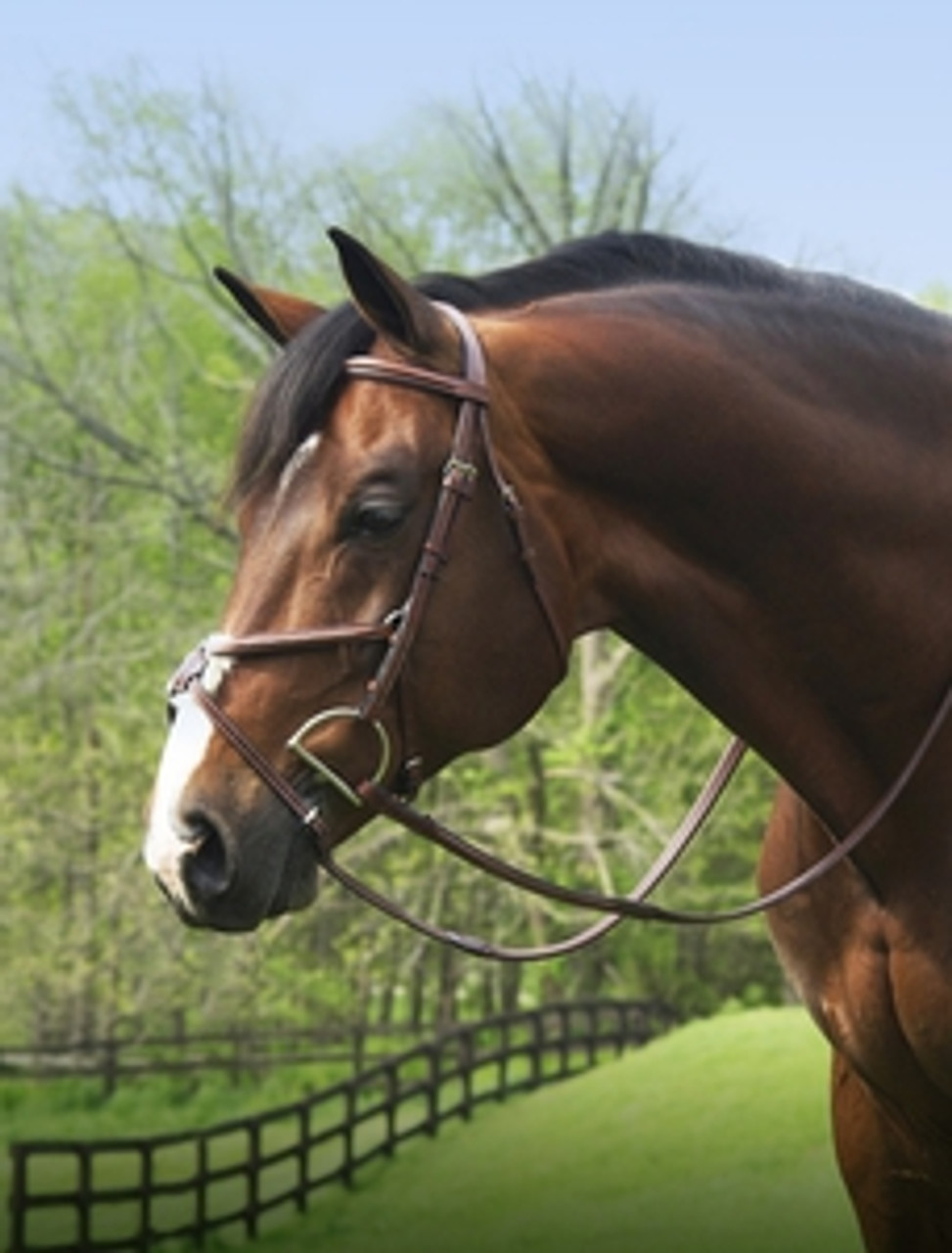 Bridles--category-image