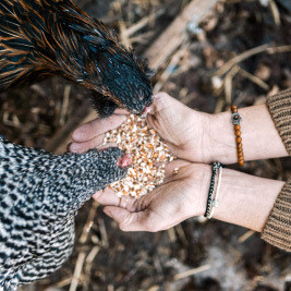 Chicken Treats--category-image