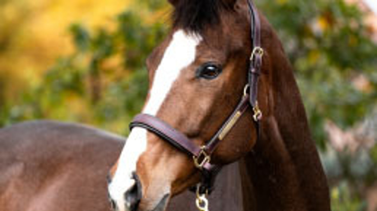 Halters and Leads--category-image