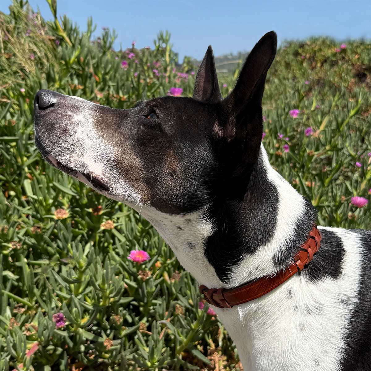 Tory Leather Laced Rein Dog Collar Pet Collars - Main Image