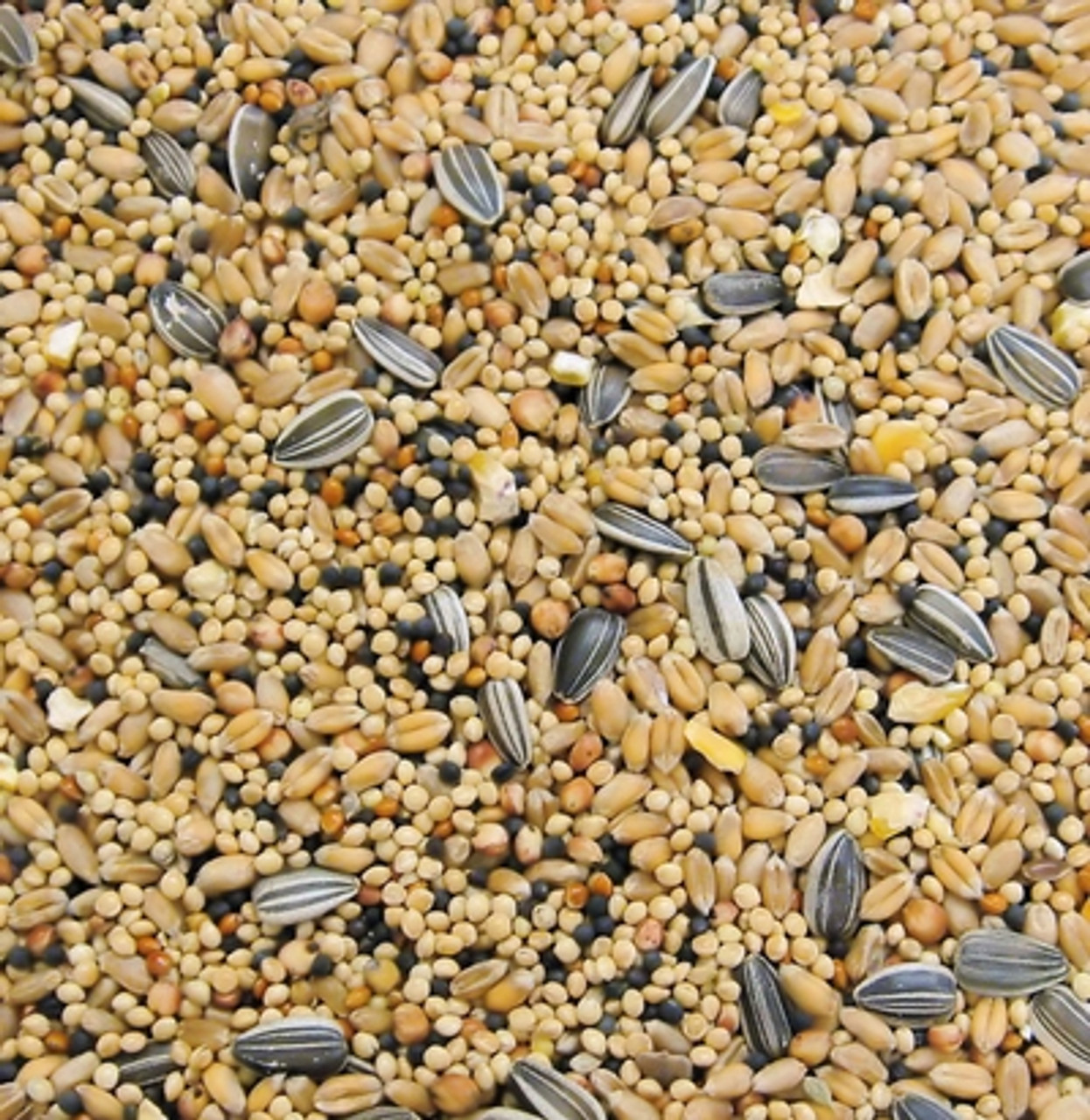 wild bird bird seed