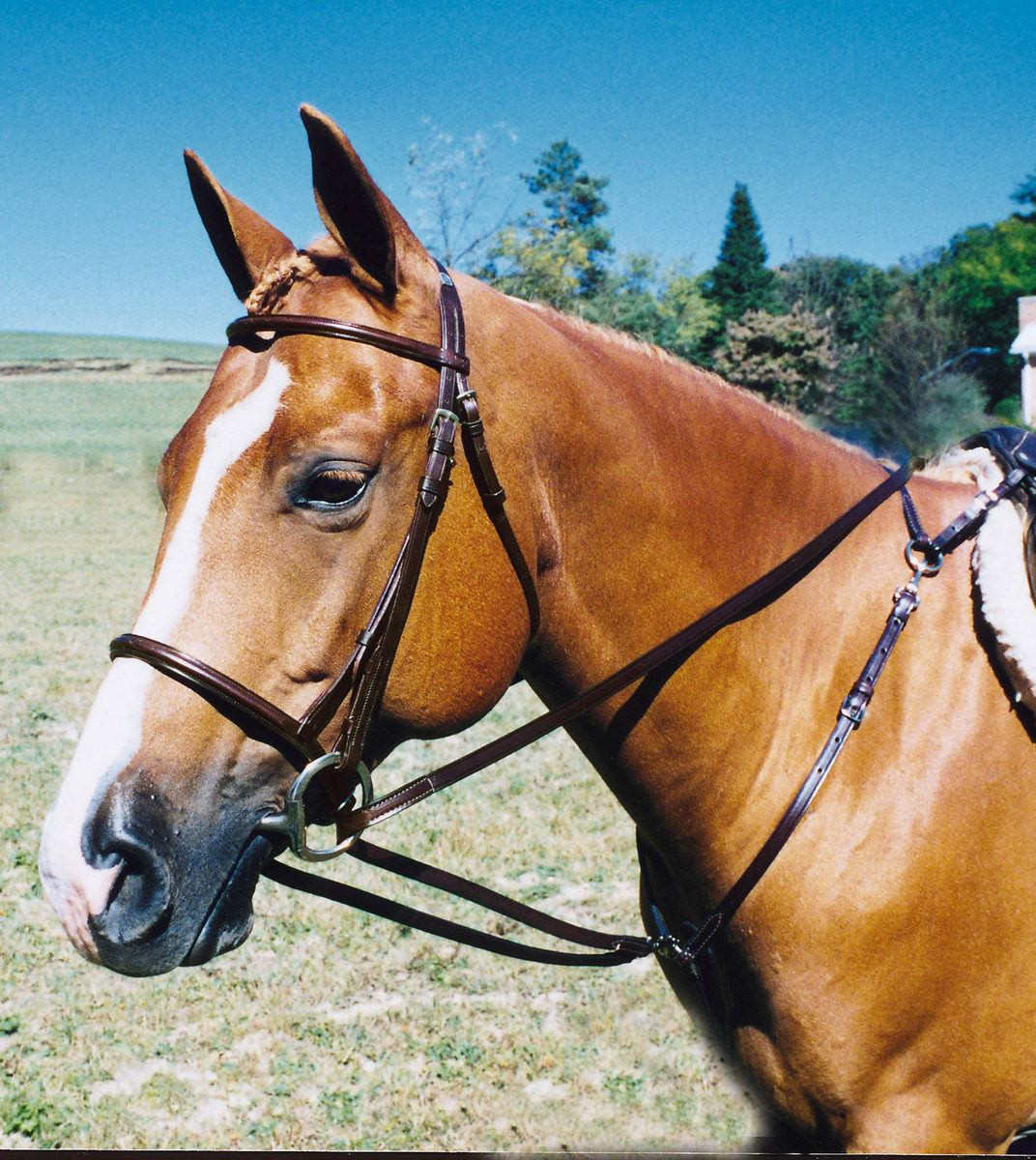 Tory Leather Draw Reins - Thumbnail 2