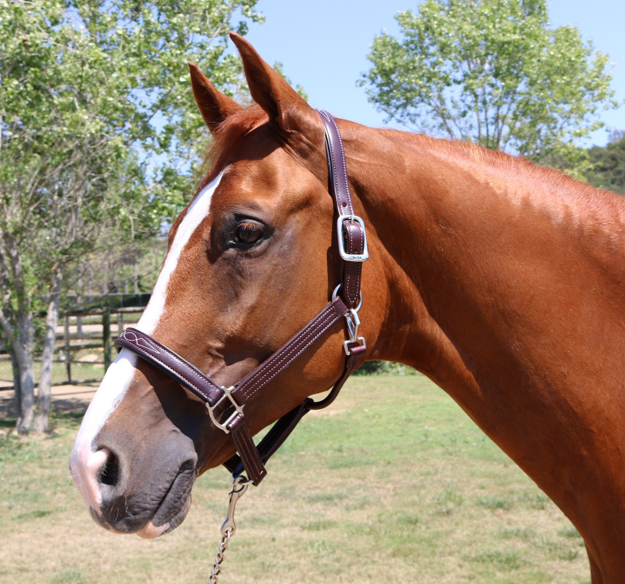 Signature Padded Horse Halter -S5000, Leather Halter