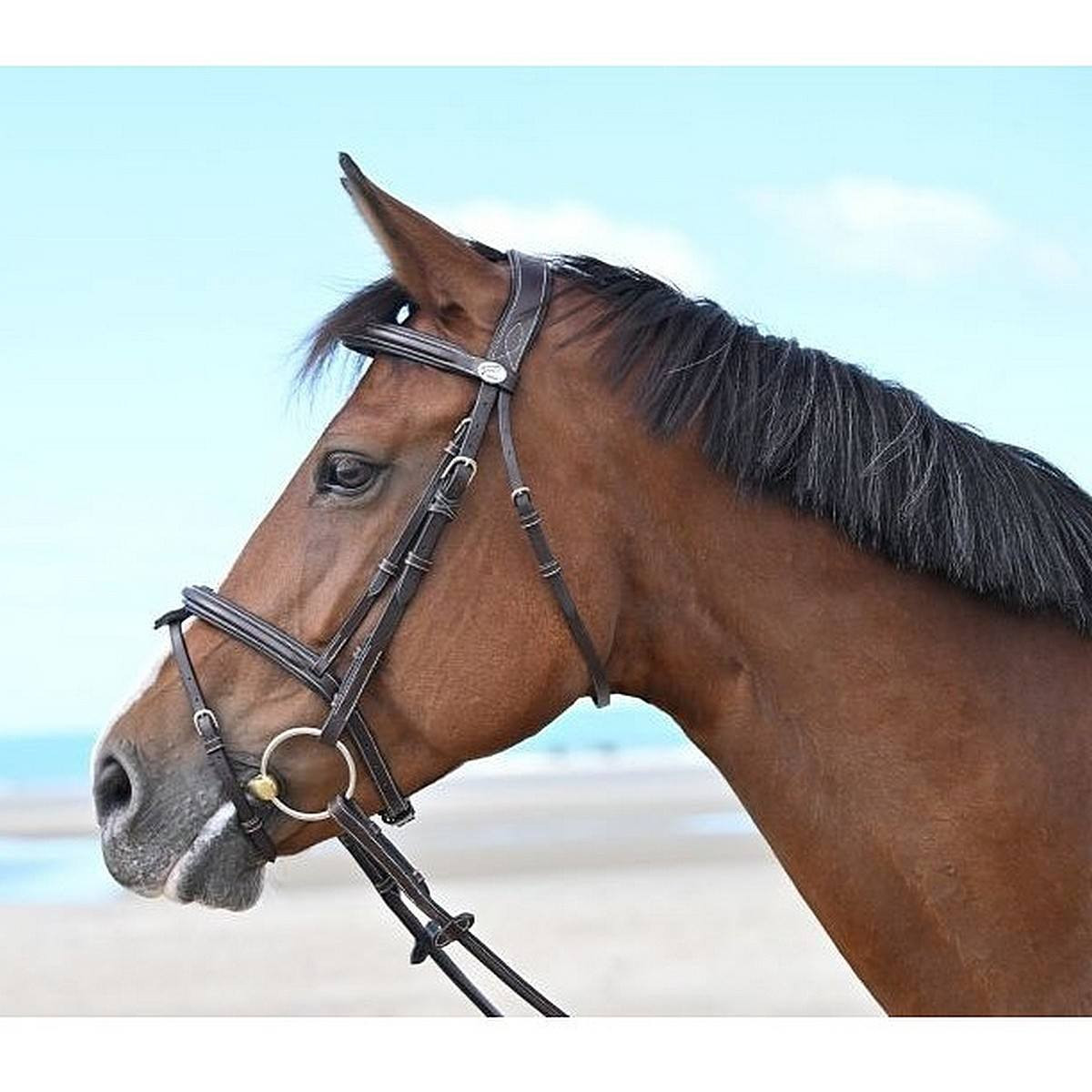 Jump'In Tuesday Flash Bridle- Horse Tack
