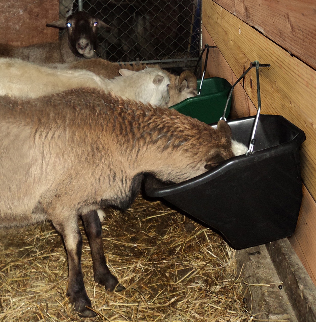 Little Giant 20 Quart Better Bucket Horse Feed Buckets