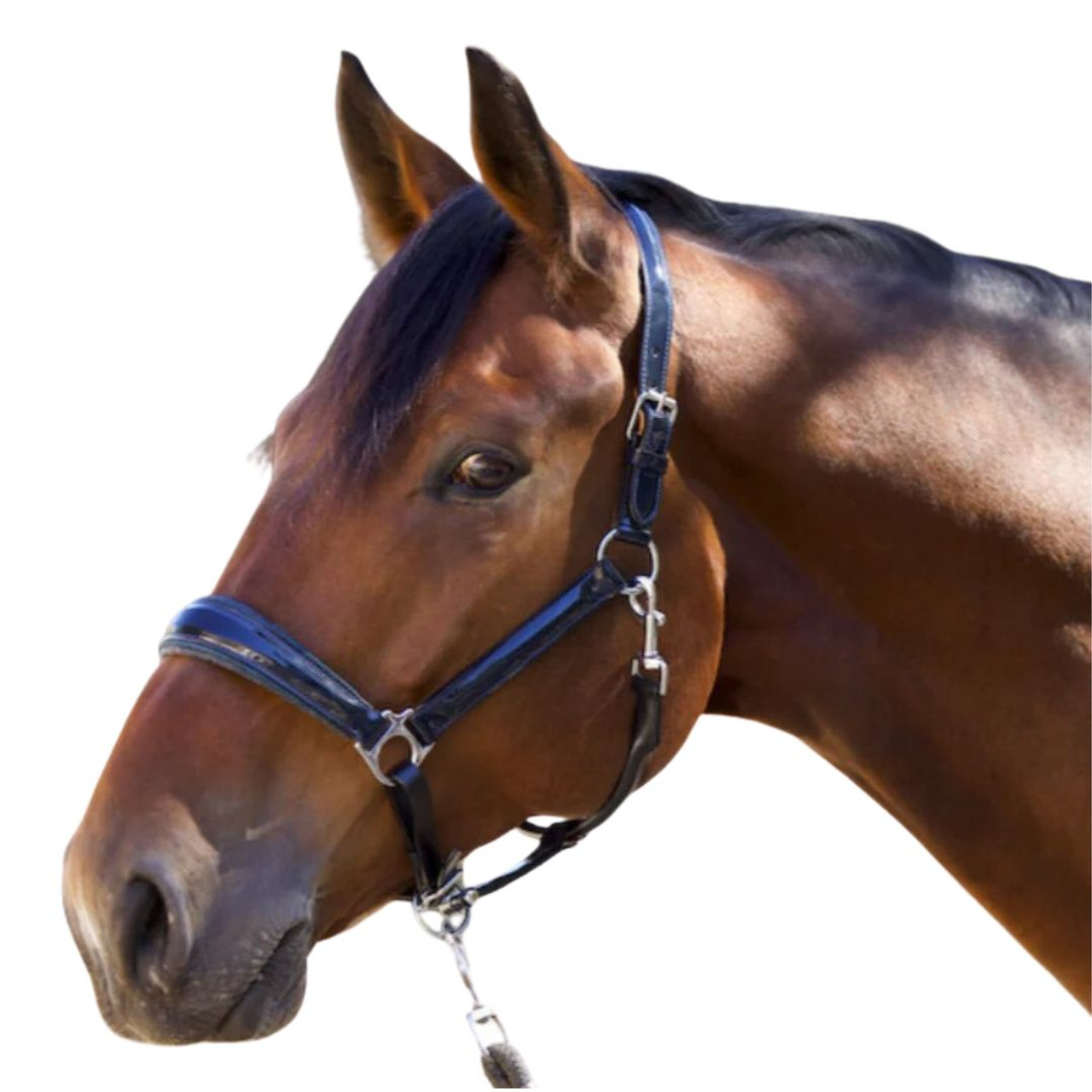 Buy Soft Cotton Lead Line Rope and Horse Halters - Two Horse Tack