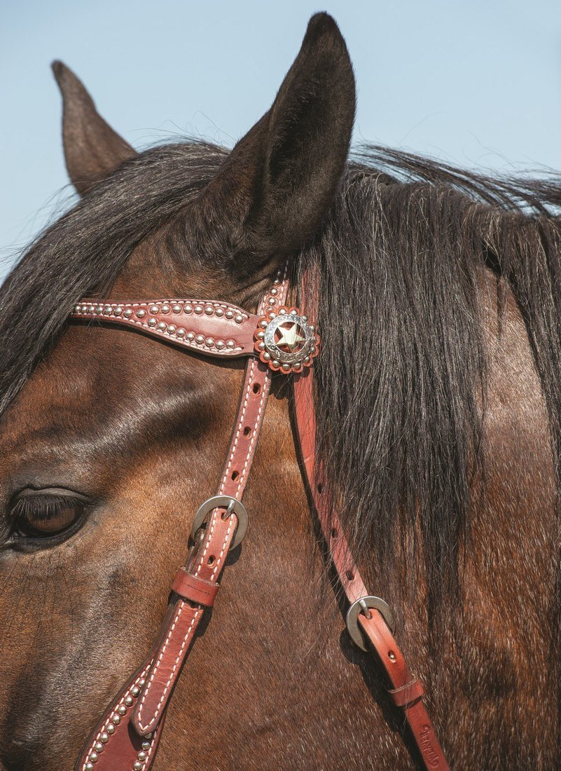 Weaver Pet Texas Star Halsband – Rustikales Leder Mit Sterndekor Für Hunde