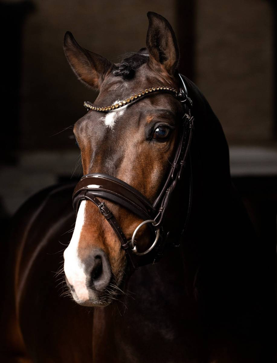 BENZ EQUESTRIAN Patent Snaffle Bridle – Anatomical Padded Poll In Black & Havana Brown (Pony, Cob, Full)