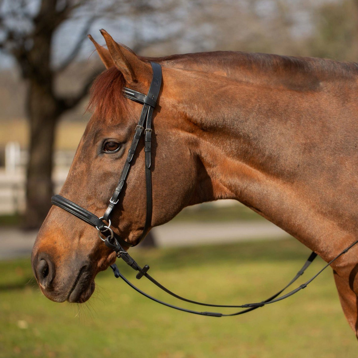 Stud Crystal Rivet Décor Straight Leather Browband For Horse Bridle In