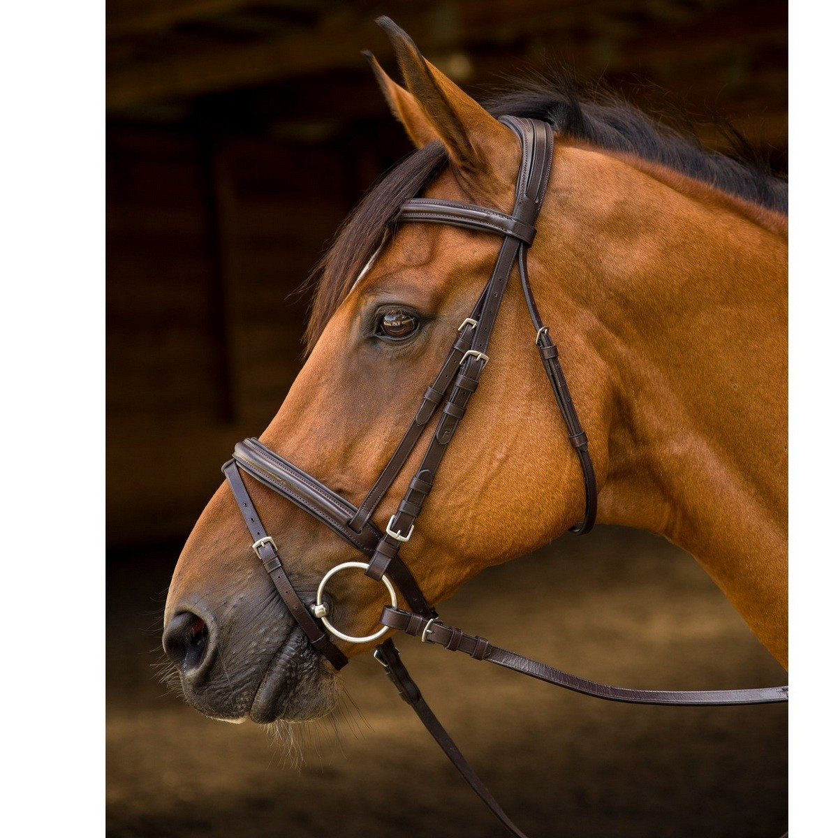 Avignon Louisville Bridle