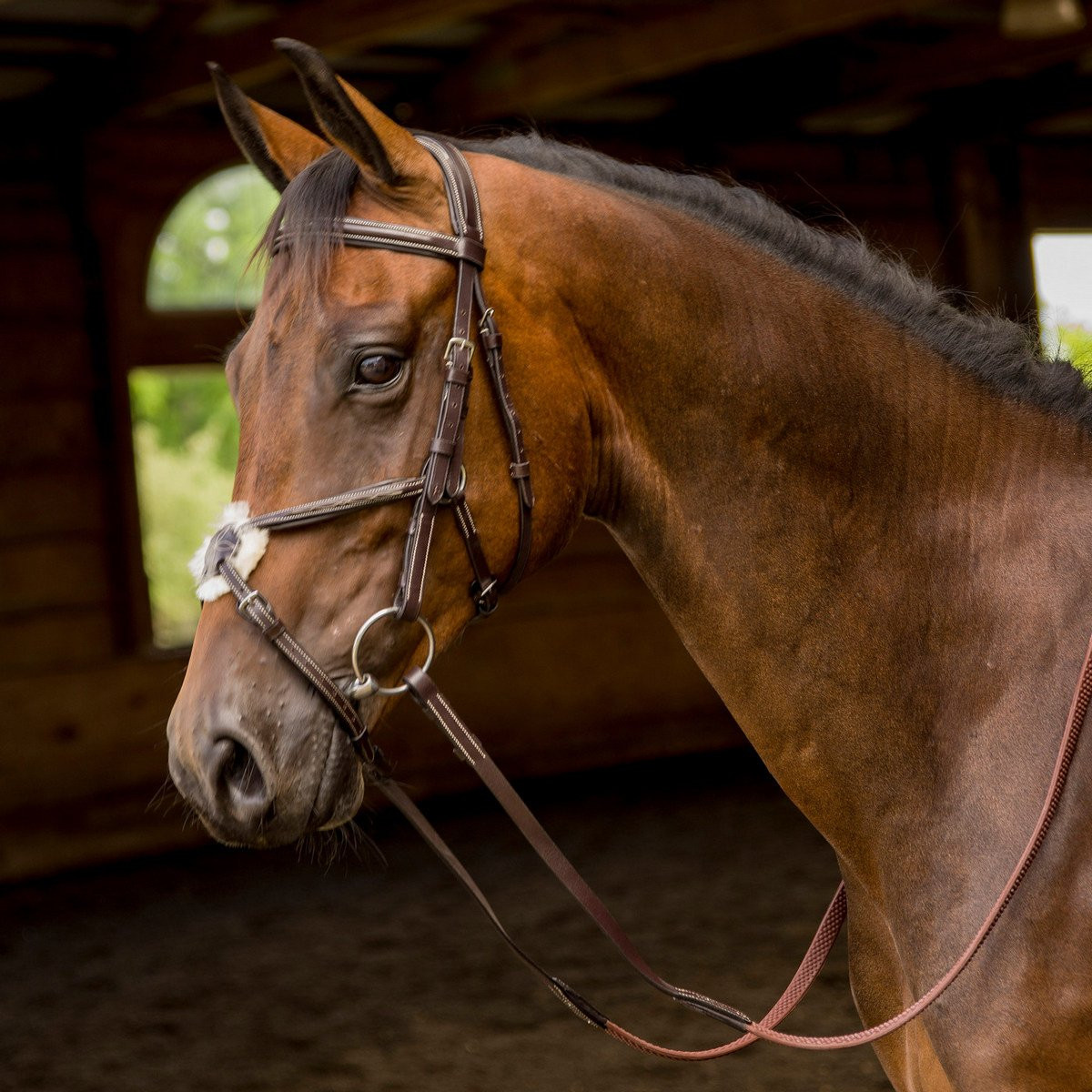 Avignon Woodside Bridle