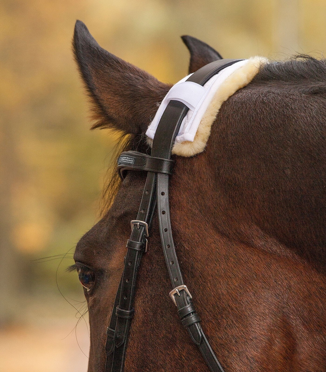 English Bridle Accessories--category-image