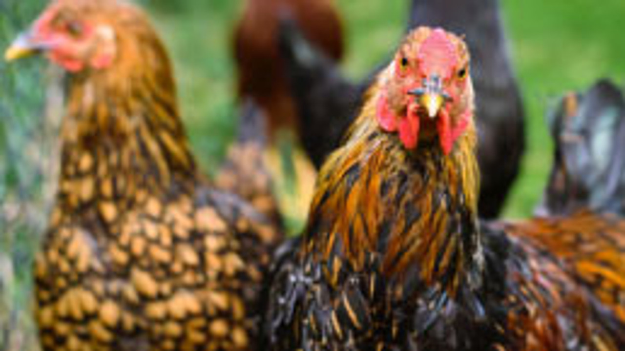 Chicken Care--category-image