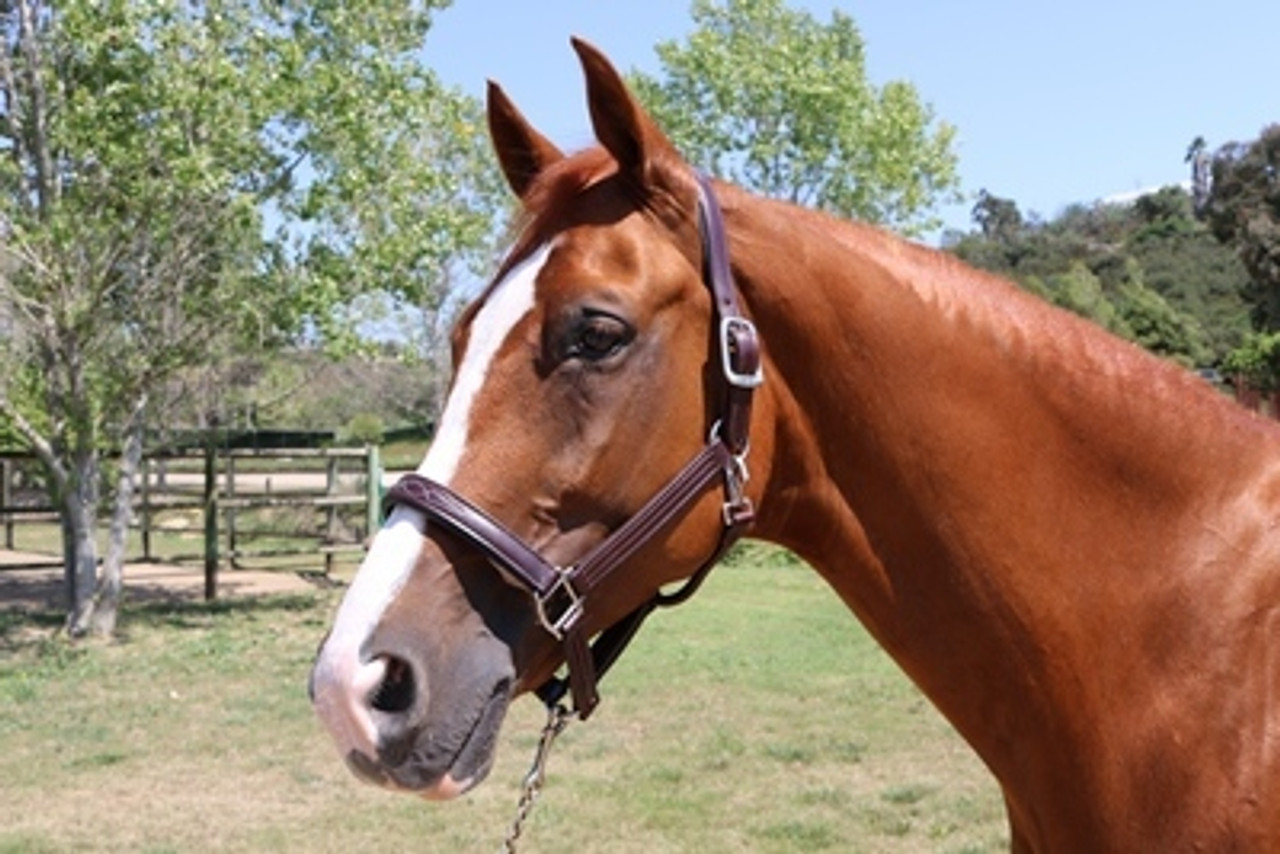 Leather Halters--category-image