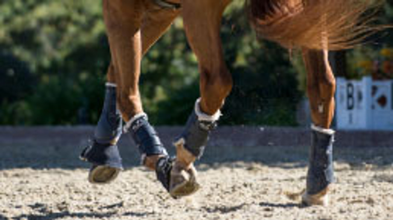 Horse Boots and Wraps--category-image