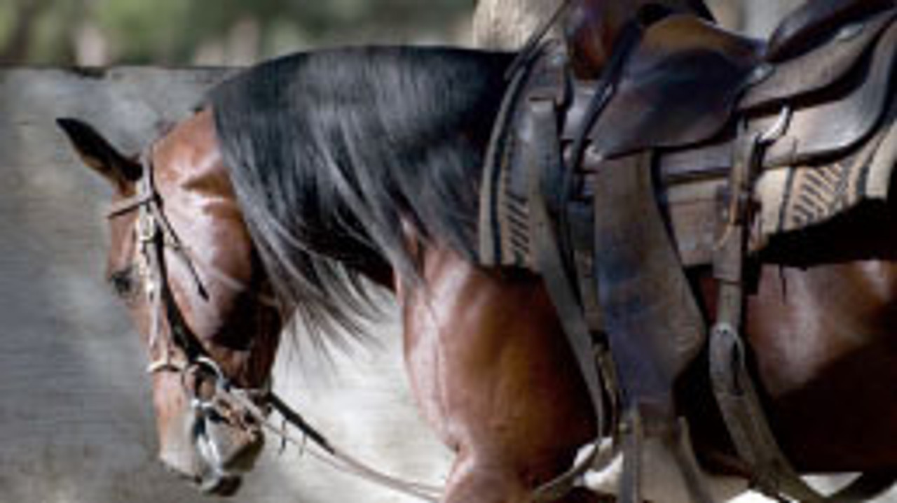 Western Saddles and Tack--category-image