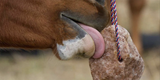 Do Horses Need Salt?