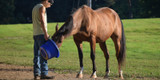 Metabolic Supplements for Horses with Cushing's and Insulin Resistance