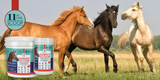 Comprehensive Horse Health with Nutrient Scoop