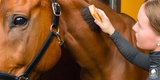 The Ultimate Beginner’s Guide to Horse Grooming: A Step-by-Step Approach for Equestrian Care