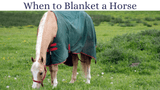 When to Blanket a Horse